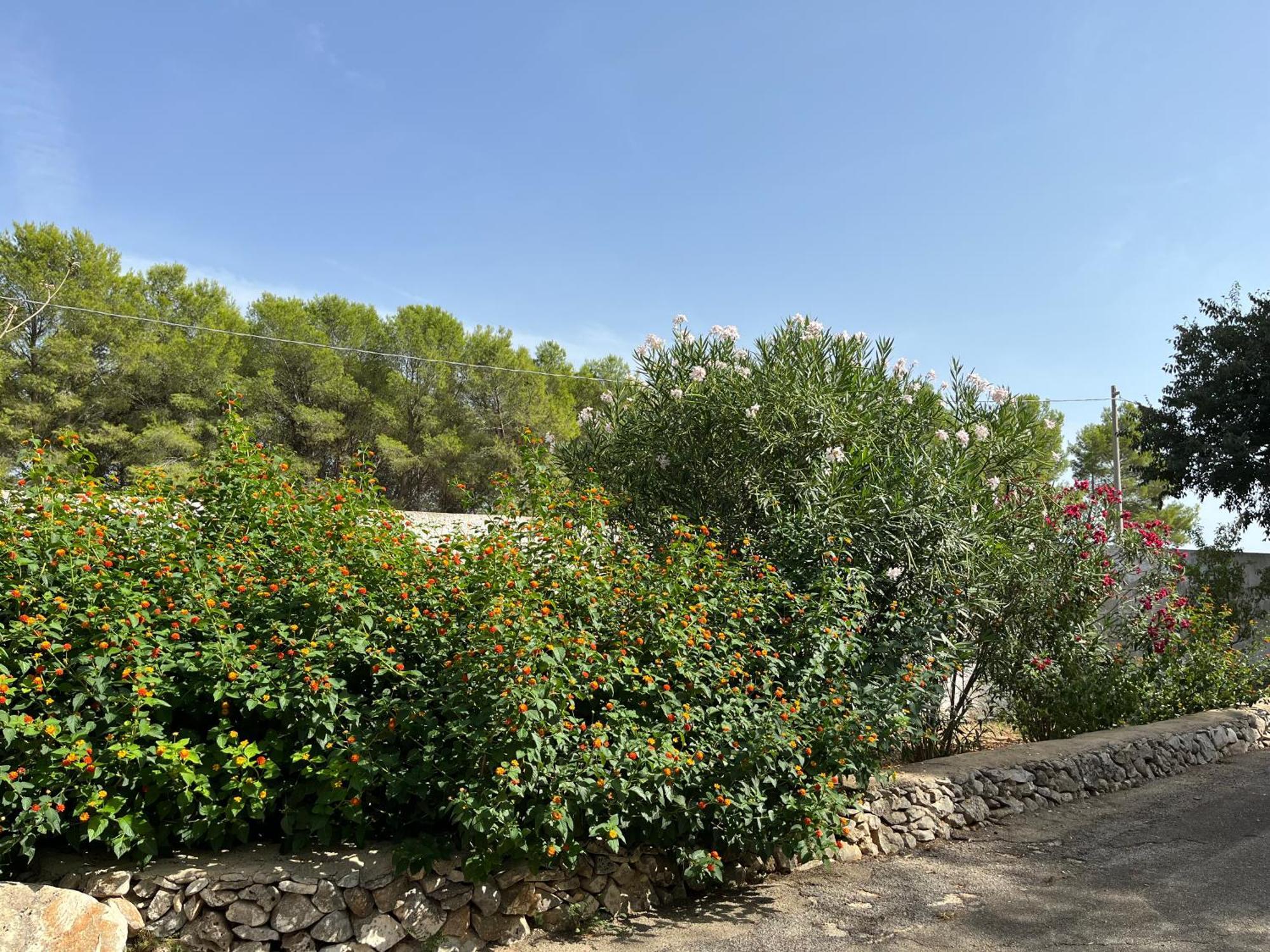 Casette Masseria La Camardia Sava Eksteriør billede